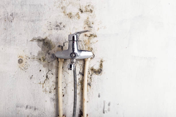 Dyersville, IA Mold Removal Company