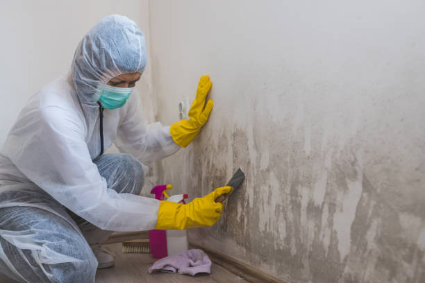Mold Testing and Removal in Dyersville, IA