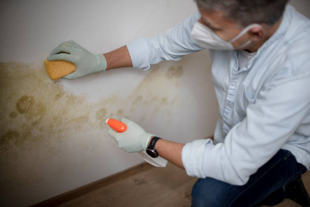 Best Same-Day Mold Removal  in Dyersville, IA