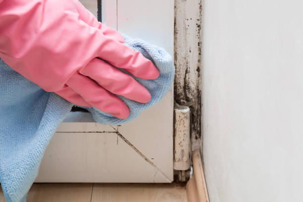 Best Mold Cleaning Services  in Dyersville, IA