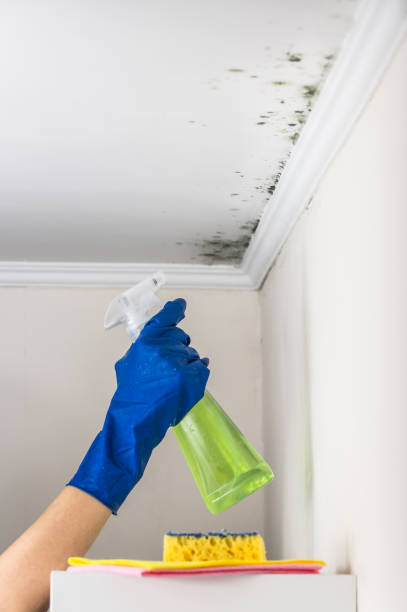 Best Crawl Space Mold Removal  in Dyersville, IA